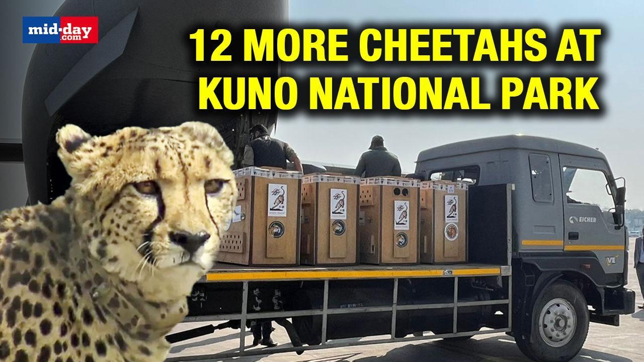 India ready to welcome 12 more Cheetahs at Kuno National Park from South Africa