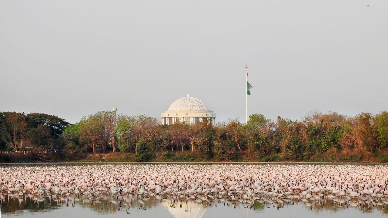 DPS Wetlands, Navi Mumbai. Pic Courtesy/Mangrove Foundation