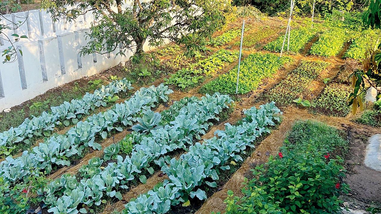 The farm at Alibaug will provide fruits and vegetables for roasting