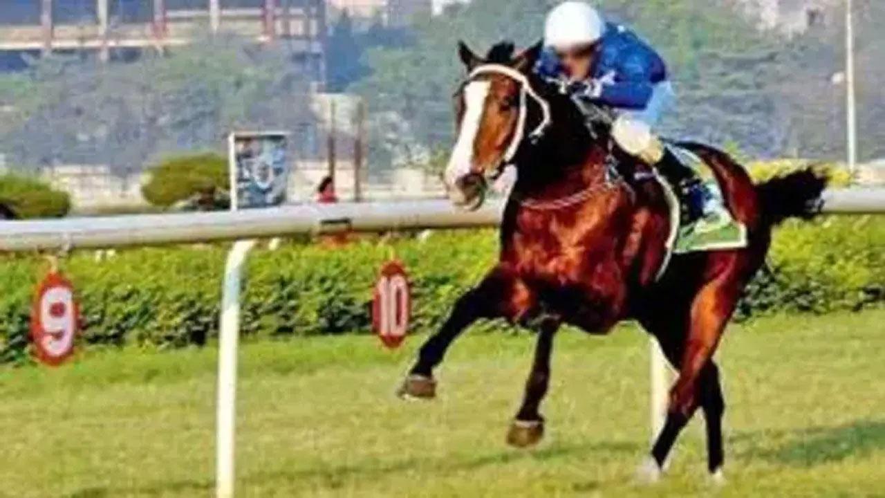 Horse racing: Thunberg tipped for Smasher Trophy