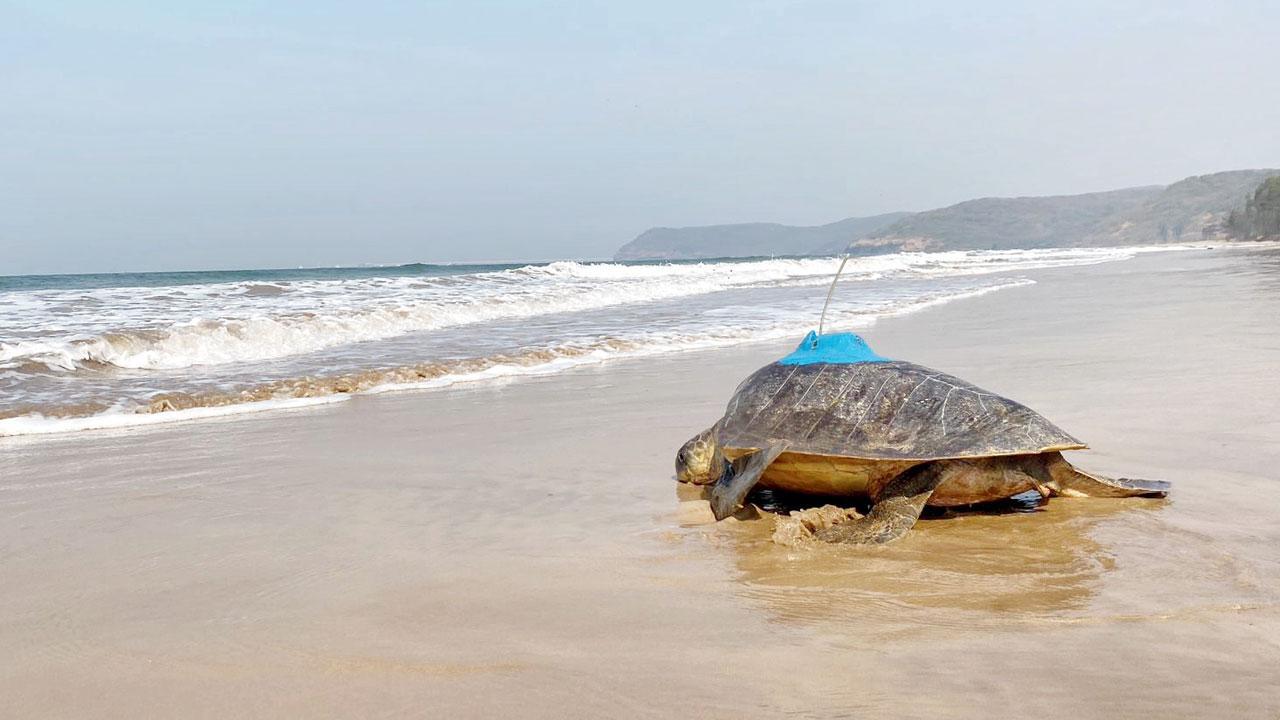 Maharashtra: Two Olive Ridley turtles get satellite-tagged at Guhagar