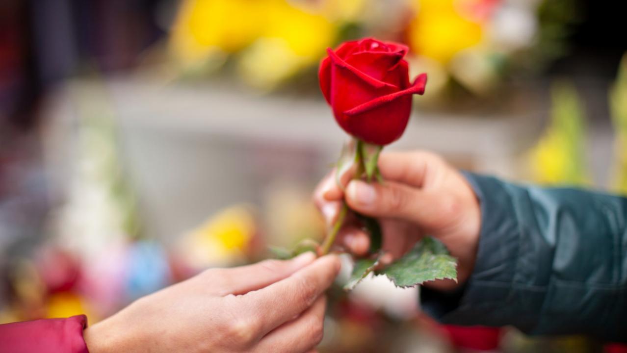 Rose Day: Let's get the love week started