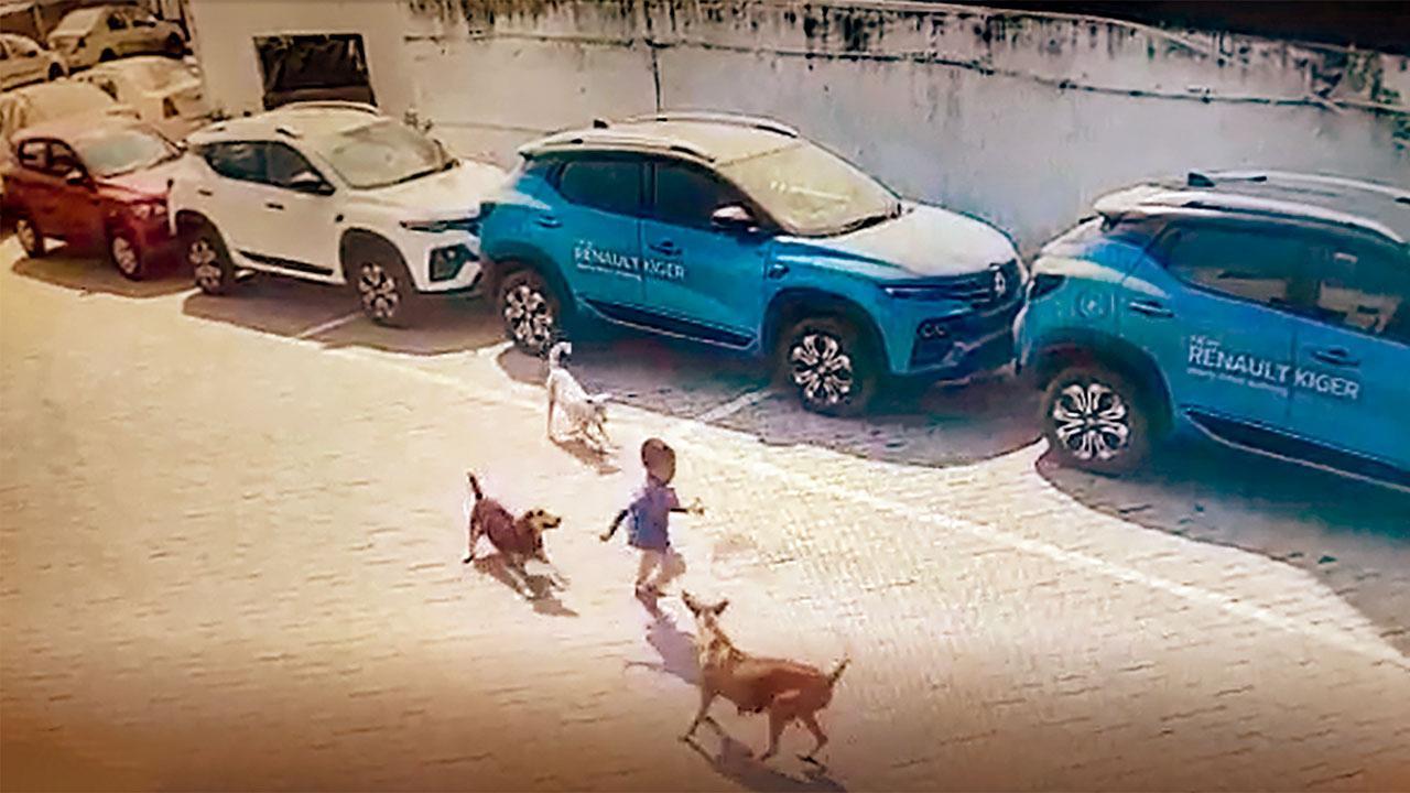 Stray dogs chase, kill 4-year-old in Hyderabad