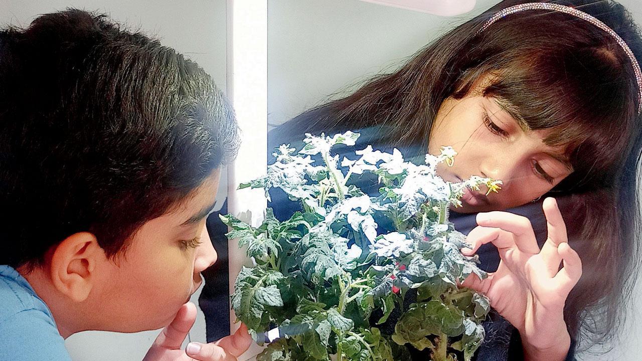 Grow herbs and flowers indoors with sleek machine