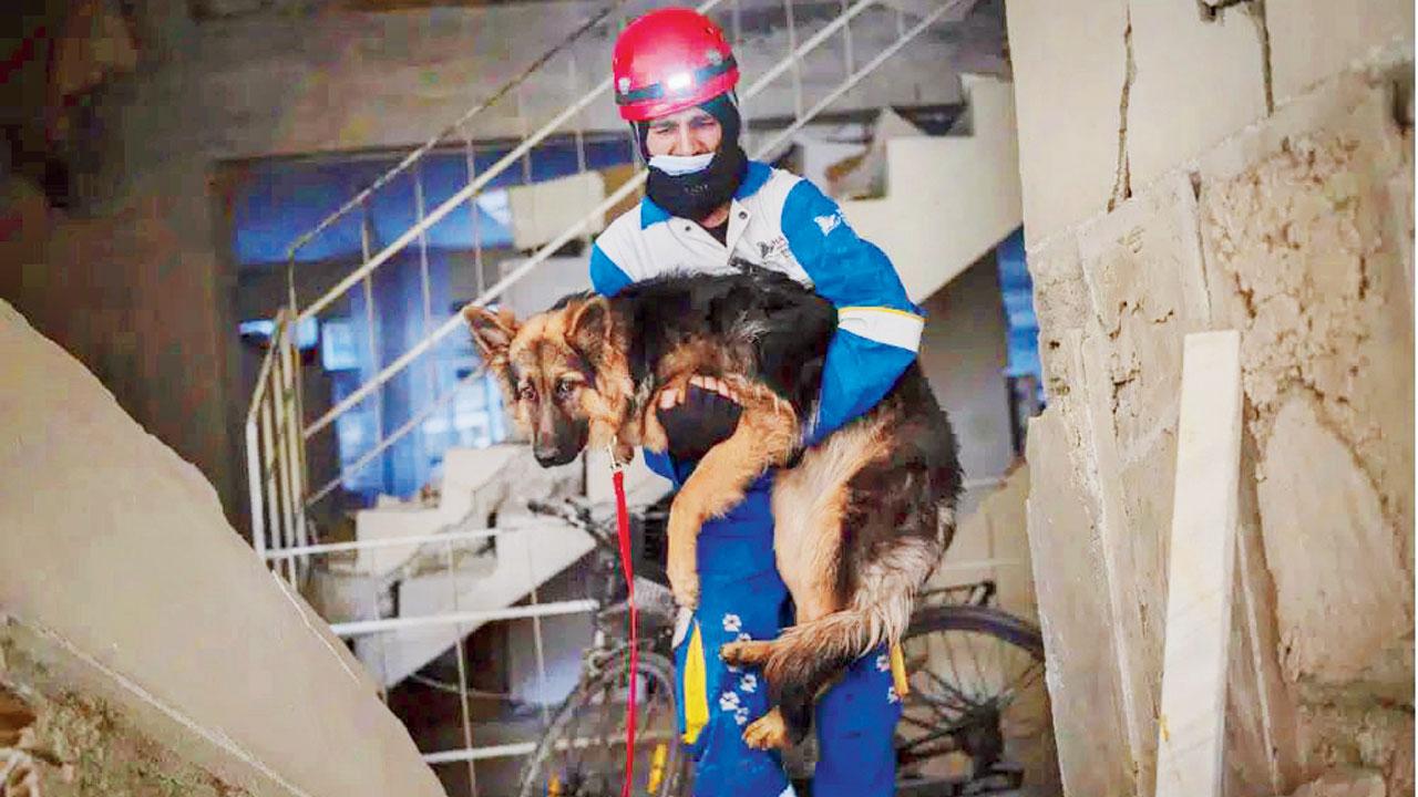Mehmet Gurkan, of Turkish animal rights group HAYTAP, rescues a dog trapped for seven days in a house in Antakya Sunday. Pic/AP
