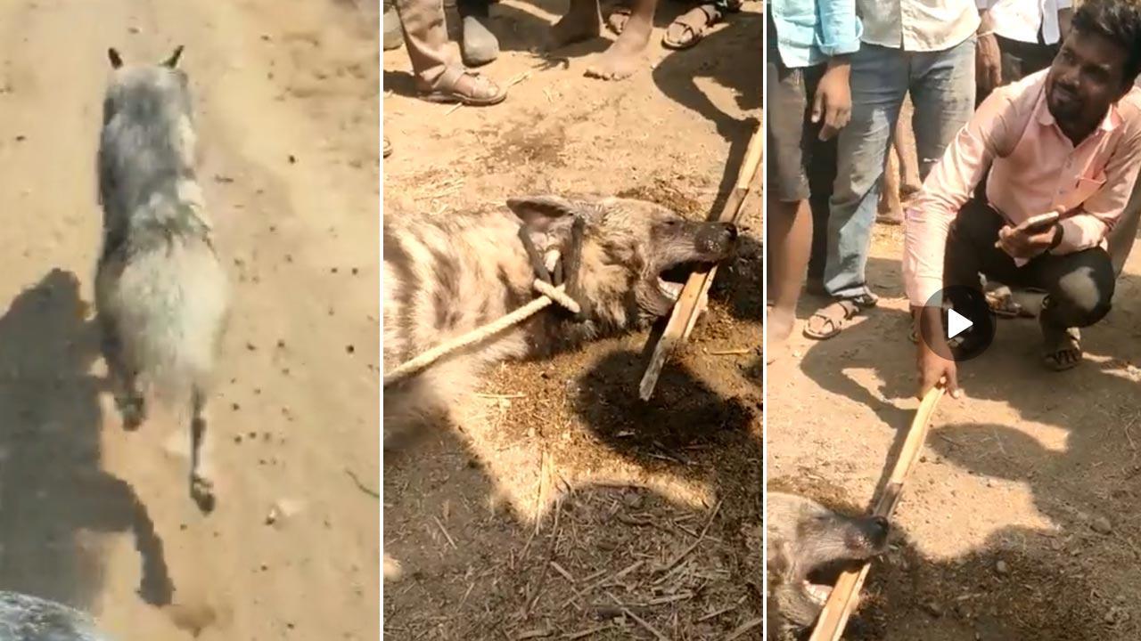 Maharashtra: Striped hyena chased by biker, tortured to death in Solapur;  one held