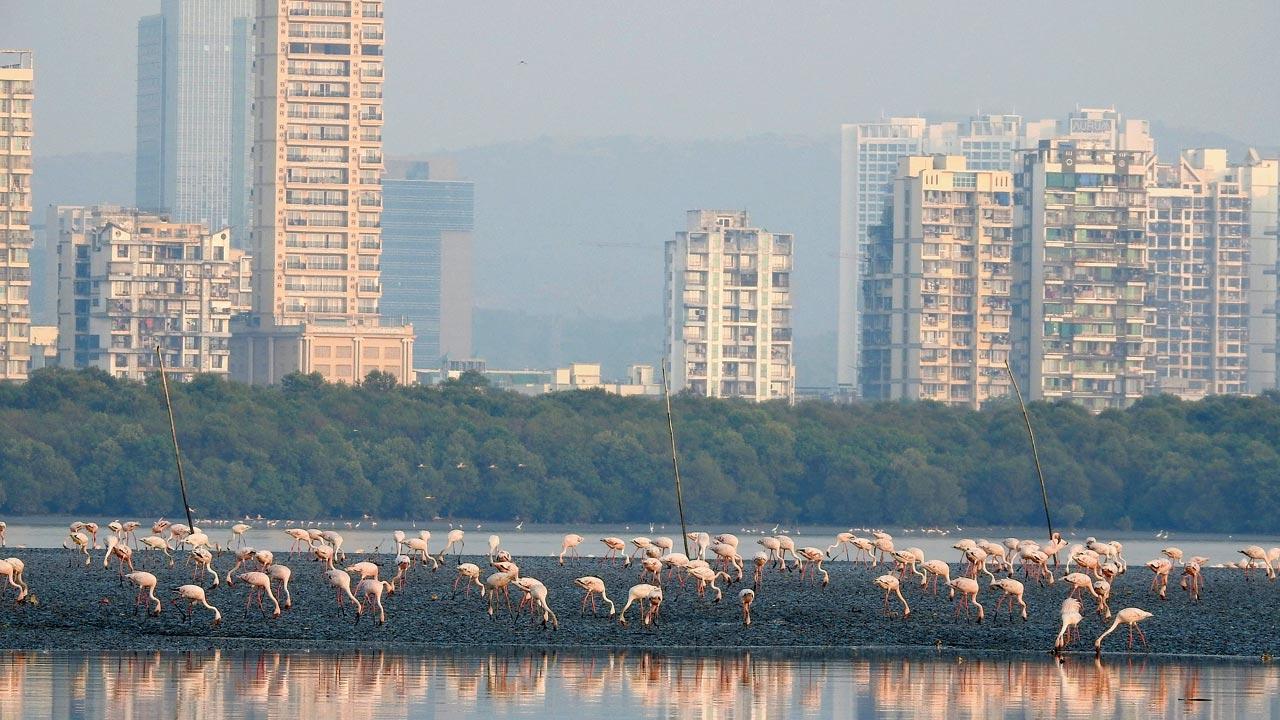 World Wetlands Day: Experts share top tips, and sites to visit in and around Mumbai