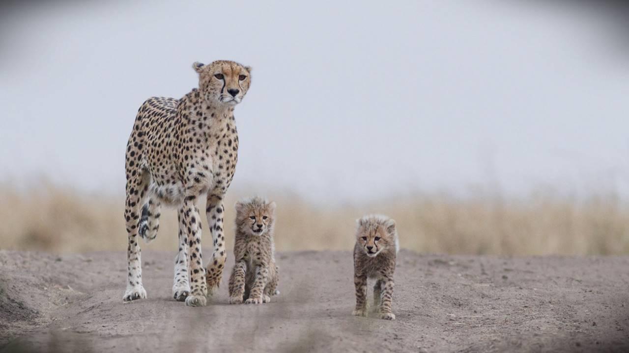 12 cheetahs to be flown in to India from South Africa on Feb 18