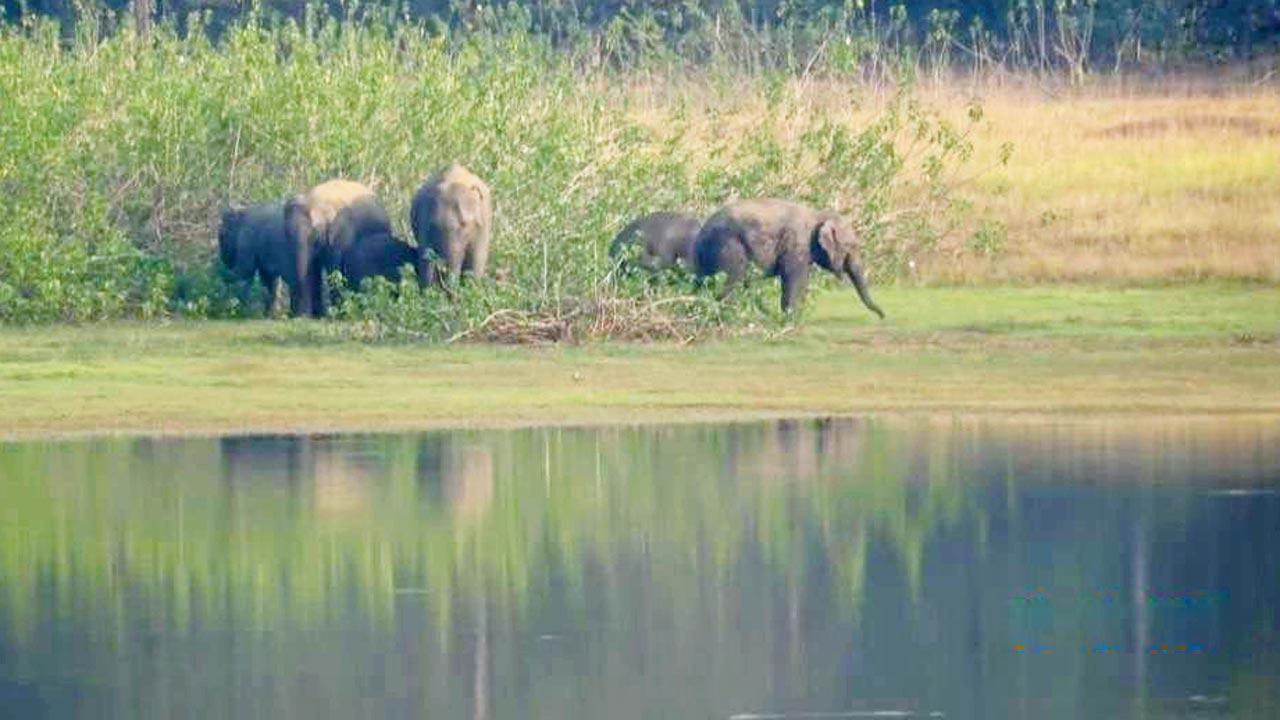 Maharashtra: Monitors lose sight as Chhattisgarh elephants enter red zone