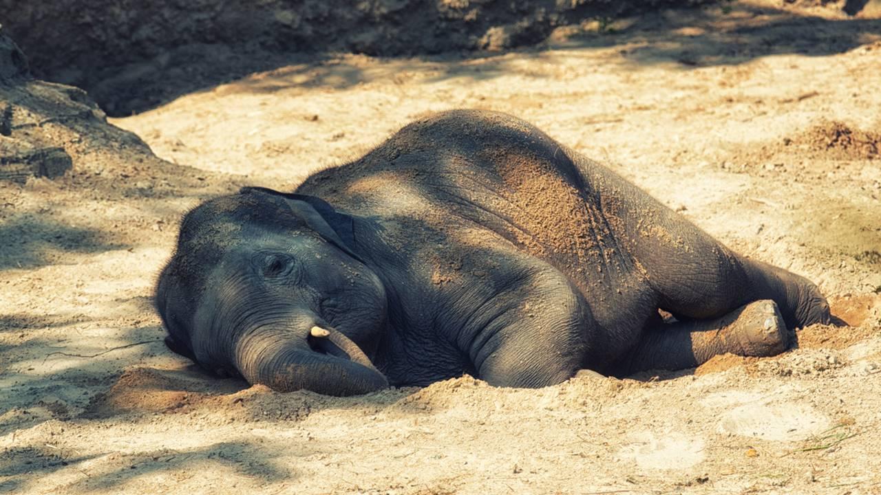 Newborn elephant calf found dead in Maharashtra's Gadchiroli forest