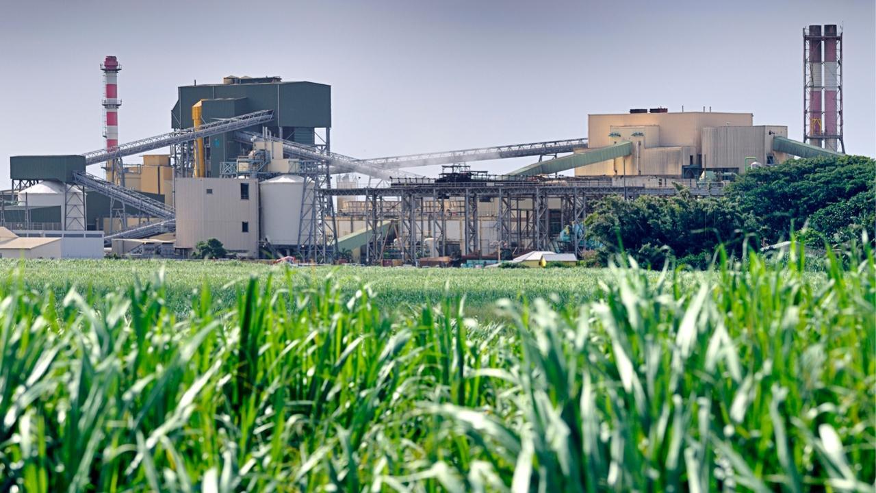 Maharashtra sugar production to fall in 2022-23 due to rains: Official