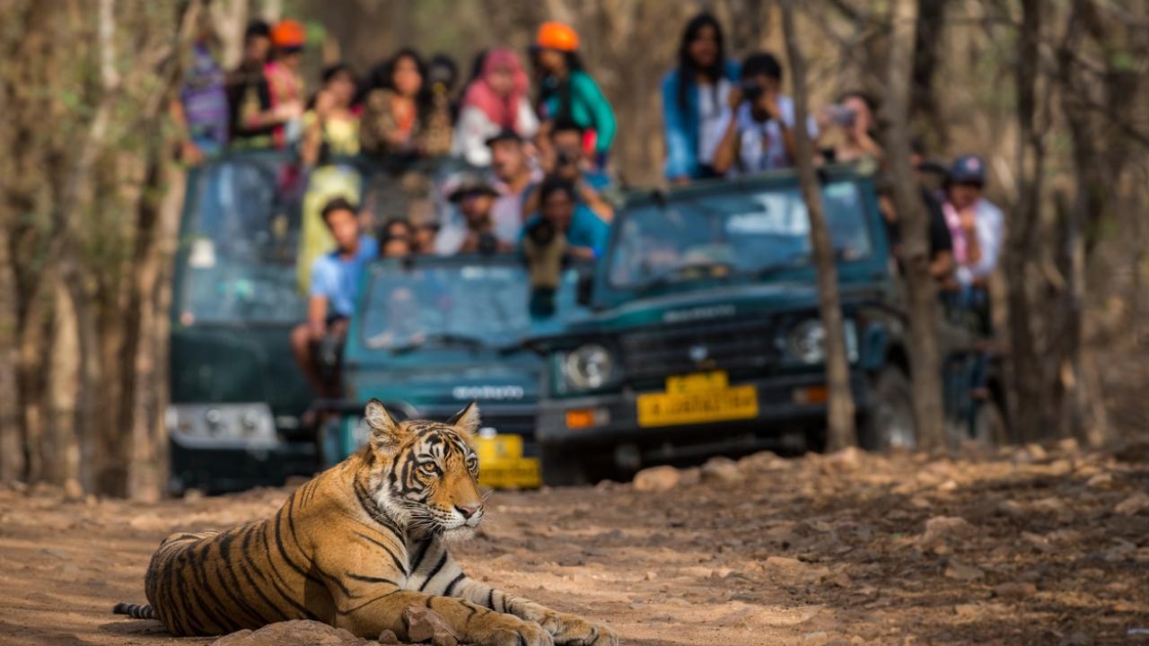 Researchers, citizens to be roped in for butterfly survey in Maharashtra's Pench Tiger Reserve