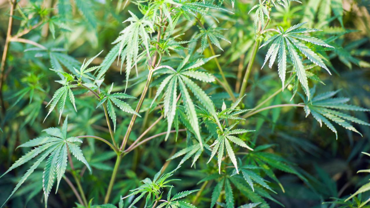 Drug menace: Thane authorities directed to inspect closed chemical firms, take action against ganja cultivation