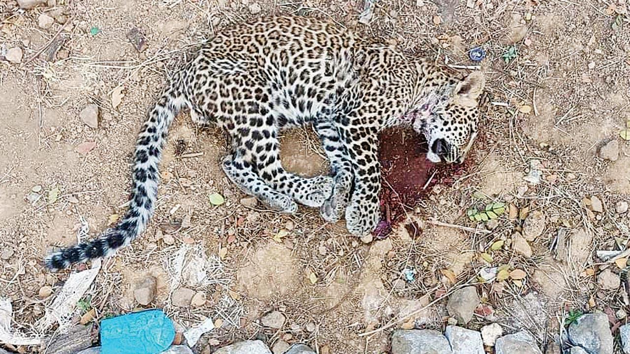 Mumbai: Leopard cub found dead in Aarey Milk Colony