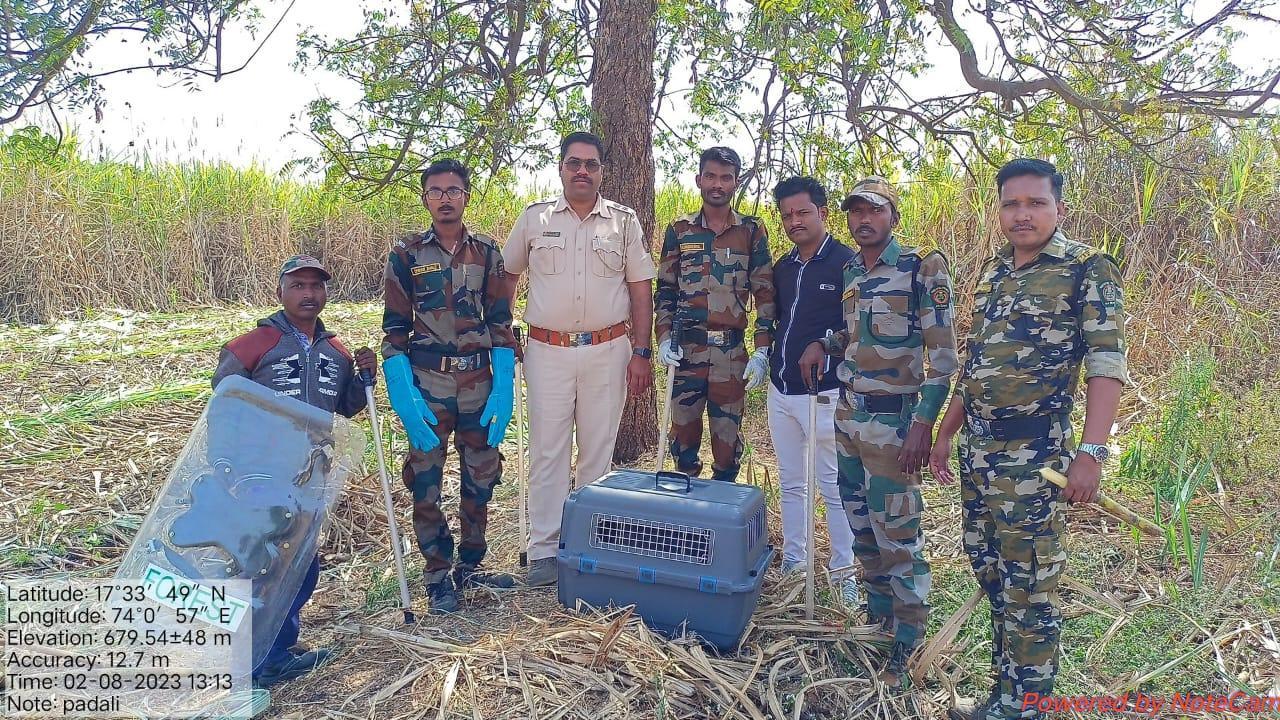 Forest department reunites two leopard cubs with mother in Satara