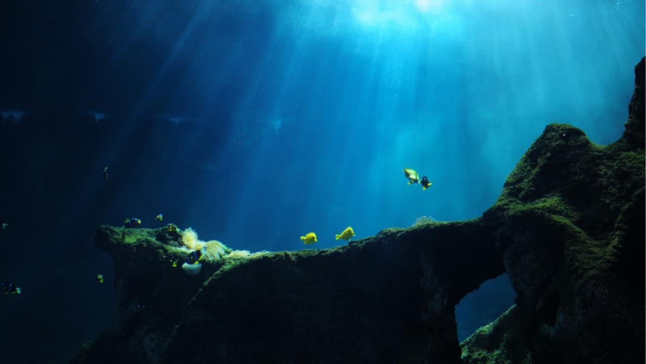 India's marine scientists emphasise on artificial reefs to aid production, fishermen's livelihood
