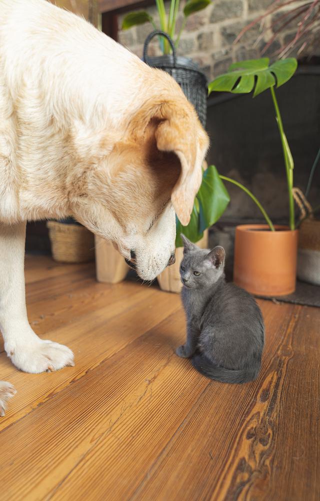 5 Essential Items For Your Pet