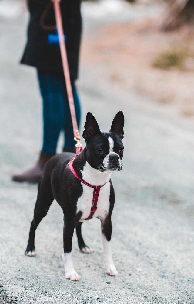A sturdy leash and comfortable collar are essential for walks and outings with your pet. Choose a collar and leash that fits your pet properly.
