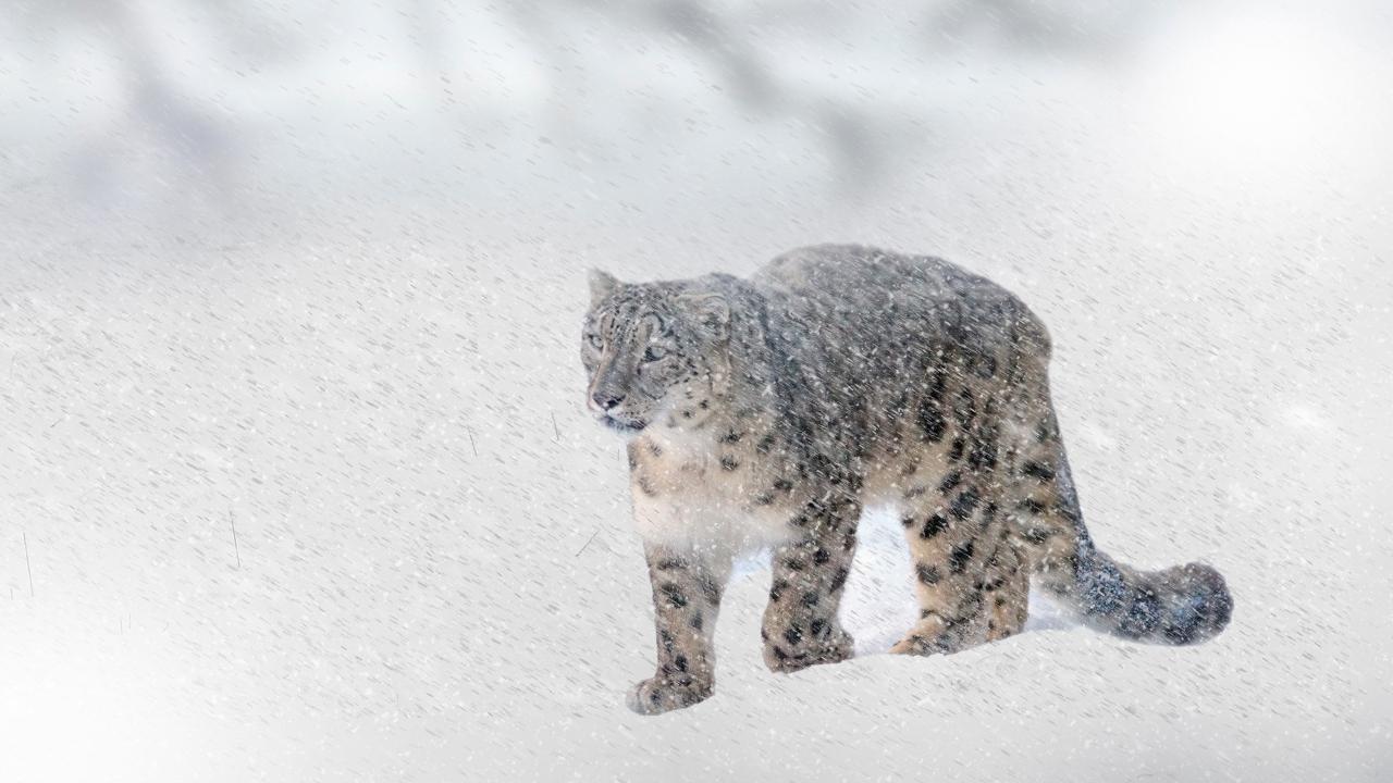 Uttarakhand: Snow leopard spotted for first time in Darma valley
