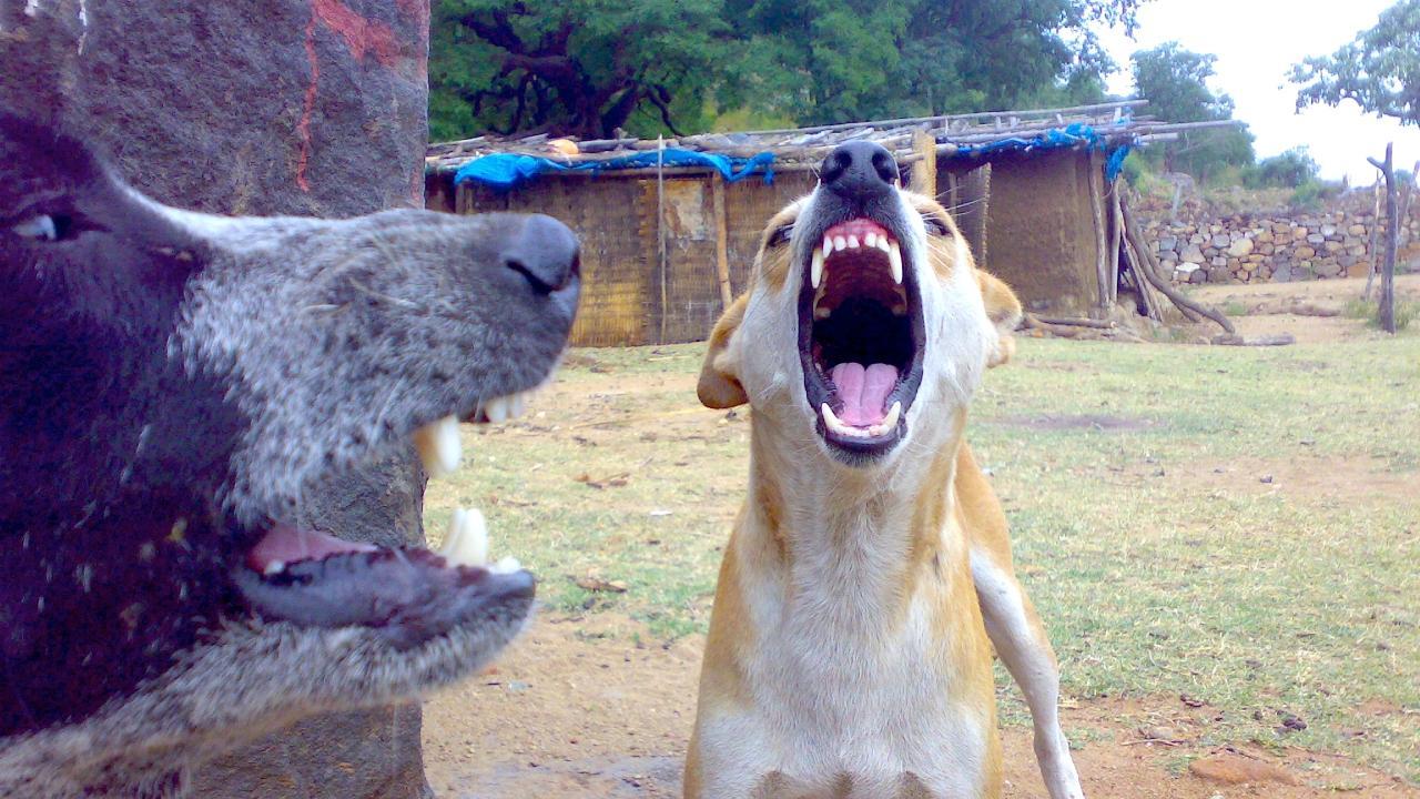 Hyderabad: 4-year-old child mauled to death by stray dogs