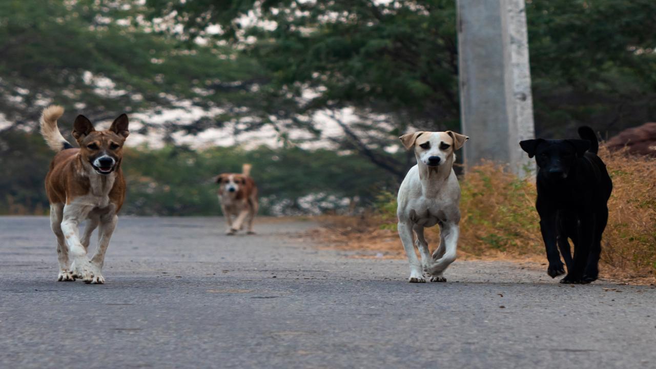 Month-old infant sleeping next to mother mauled to death by stray dog in Rajasthan hospital