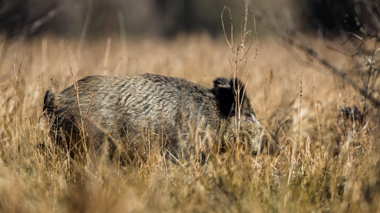 Chhattisgarh: Woman fights wild boar to save 11-year-old daughter, dies