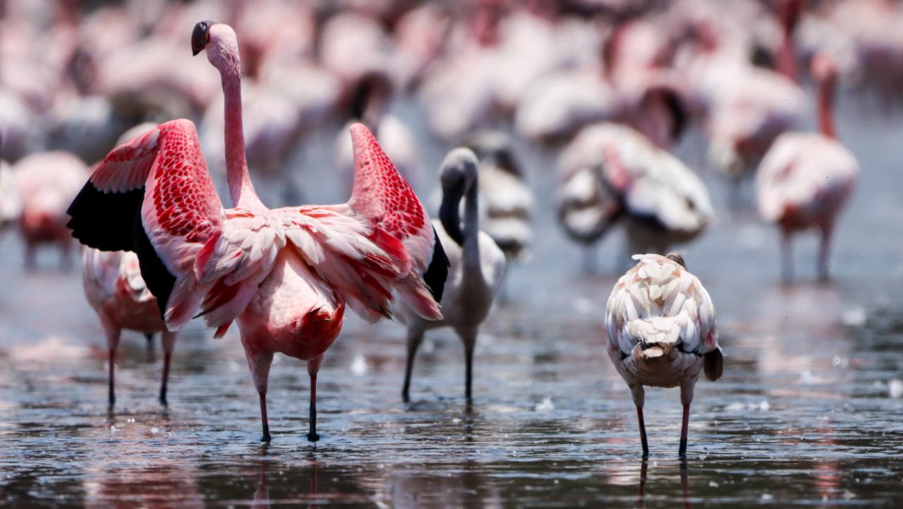 IN PHOTOS: Look for flamingos at these nature hotspots in Mumbai on