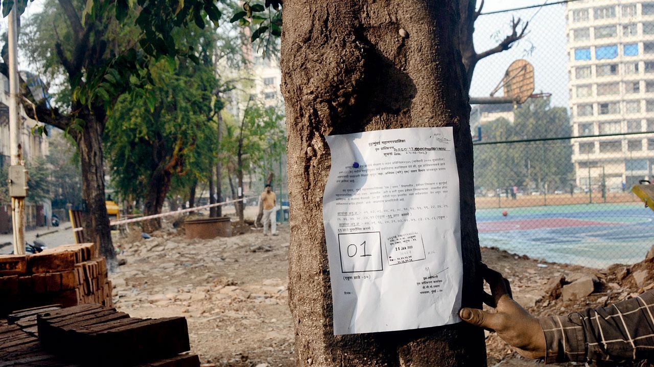 Mumbai: Locals fume as BMC plans to axe 19 trees