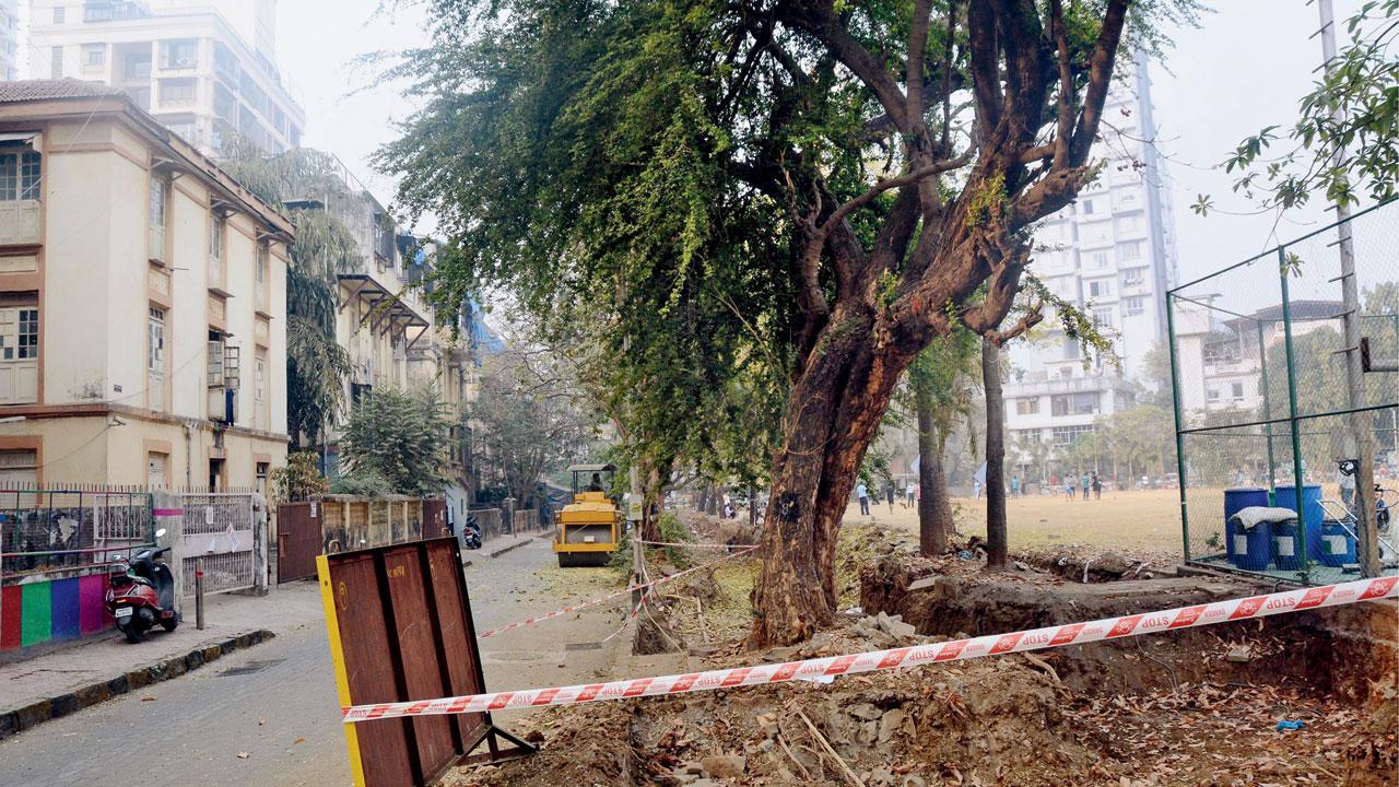 A spot cordoned off in order to fell a tree at King’s Circle