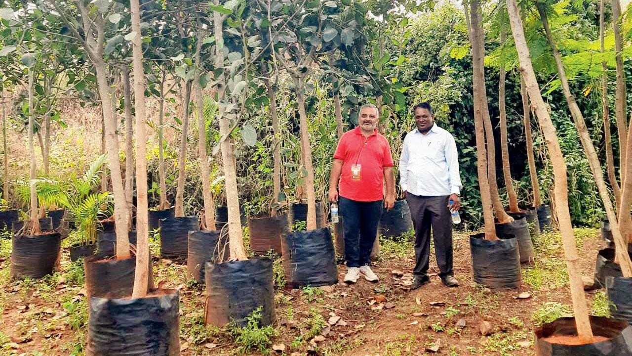 Banyan saplings, which have been sourced from Pune, that are ready for planting