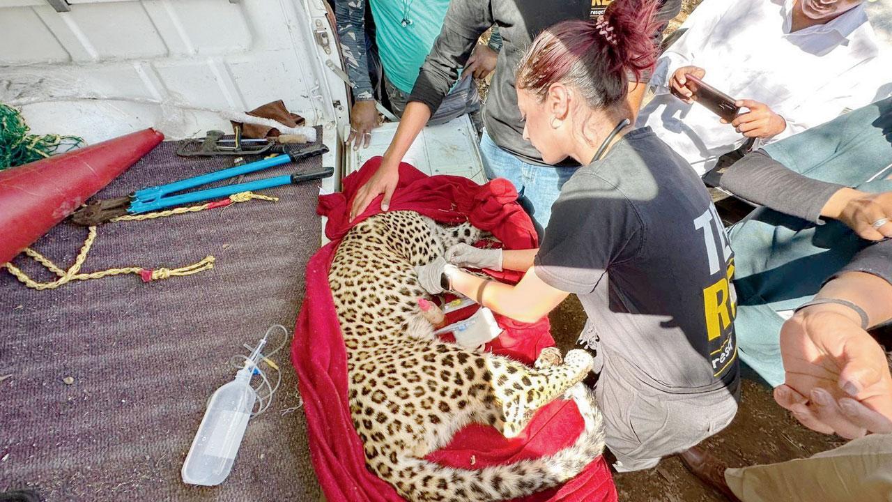 Injured leopard cub rescued near Pawna