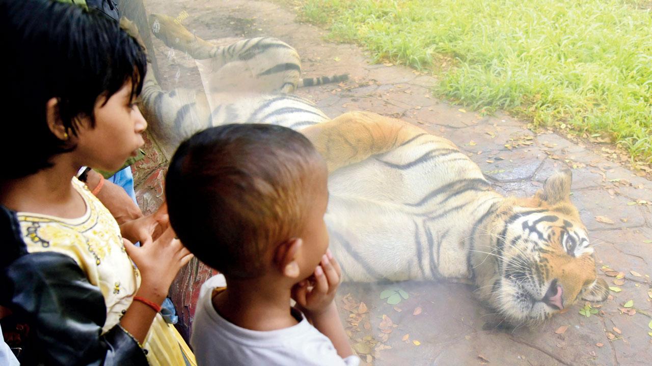 Children watch a tiger at Byculla zoo. Pic/Atul Kamble