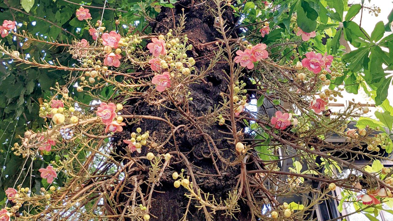 A flowering cannonball tree near the Lilavati hospital in Bandra