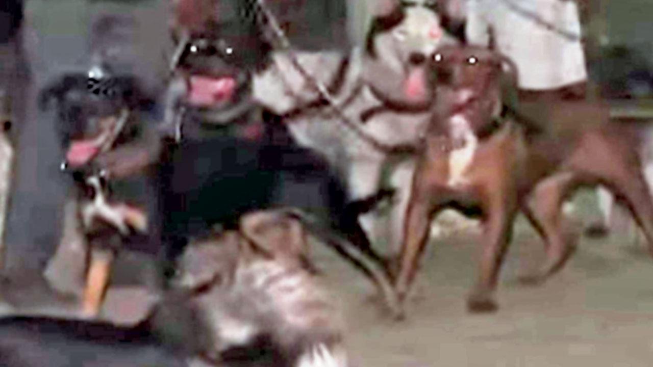 Brave dogs rescue two others from fire