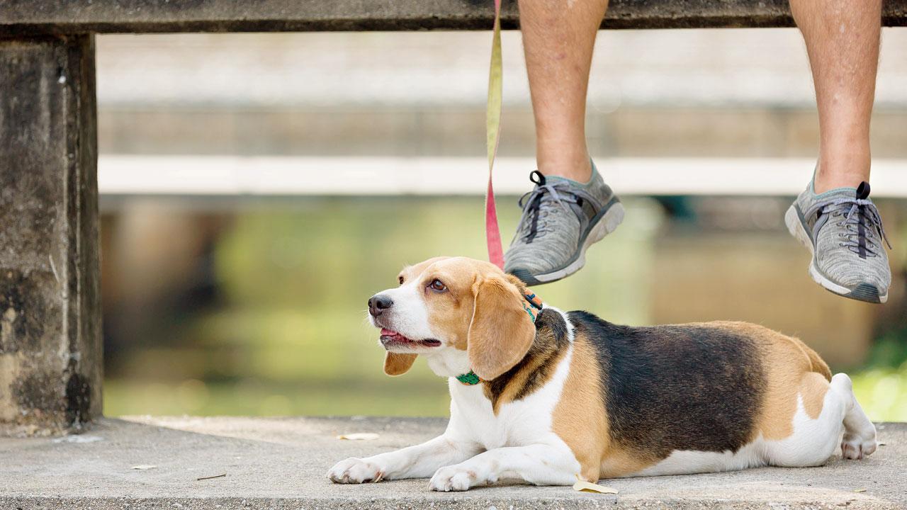 A dog wears an organic leash