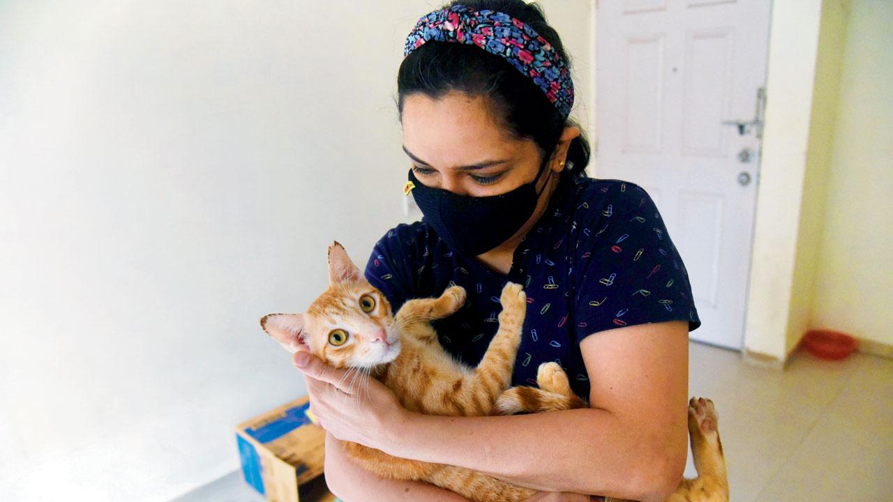 Farzeen Zaiwalla, 38, is boarding 10 cats at her home, of which many are up for adoption. These were stray cats rescued by those who couldn’t keep them in their own house. Pic/Sameer Markande