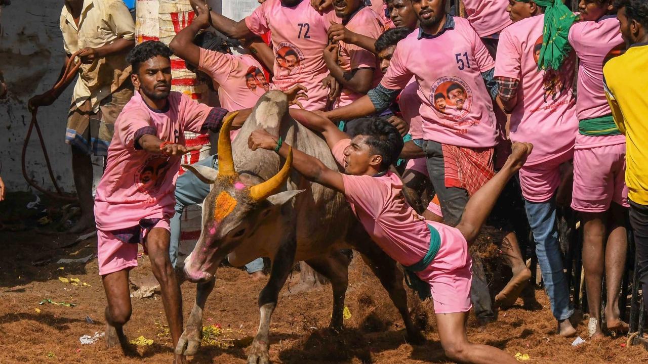 TN: Bull tamer gored to death at Jallikattu event, wanted to win a car as reward