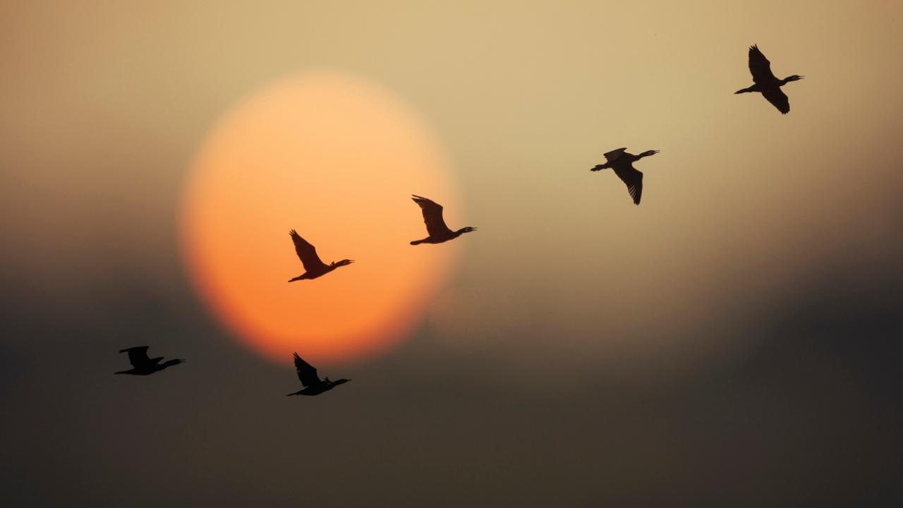 Maharashtra: Citizens roped in for bird survey in Pench