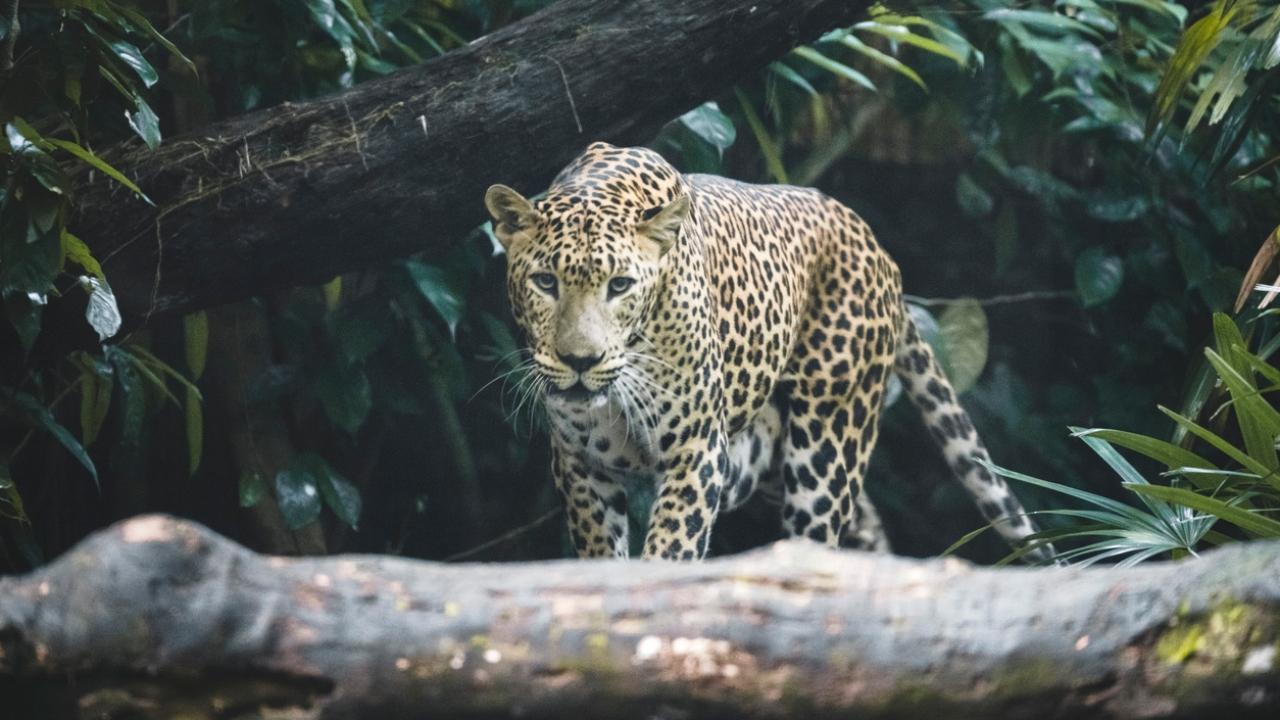 Leopard spotted in Greater Noida Society, rescue operation underway