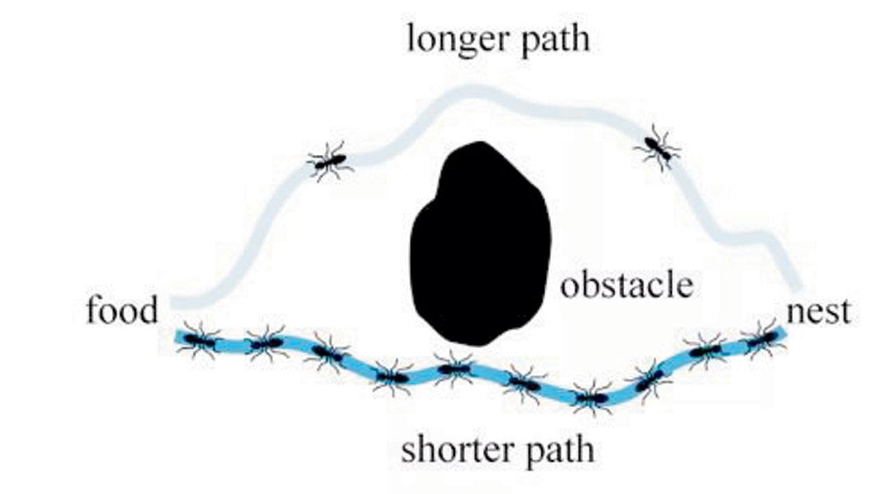 In his book, Suri explores how ants build bridges or figure out the shortest path to food using simple mathematical rules