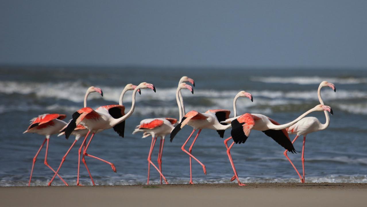 Flamingo spotting guide: Best spots in Mumbai to watch these winter visitors 