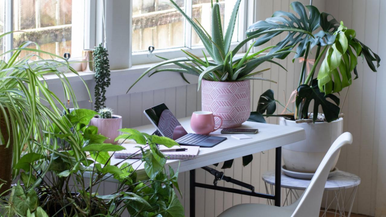 How to combat the invisible menace of indoor air pollution with plants