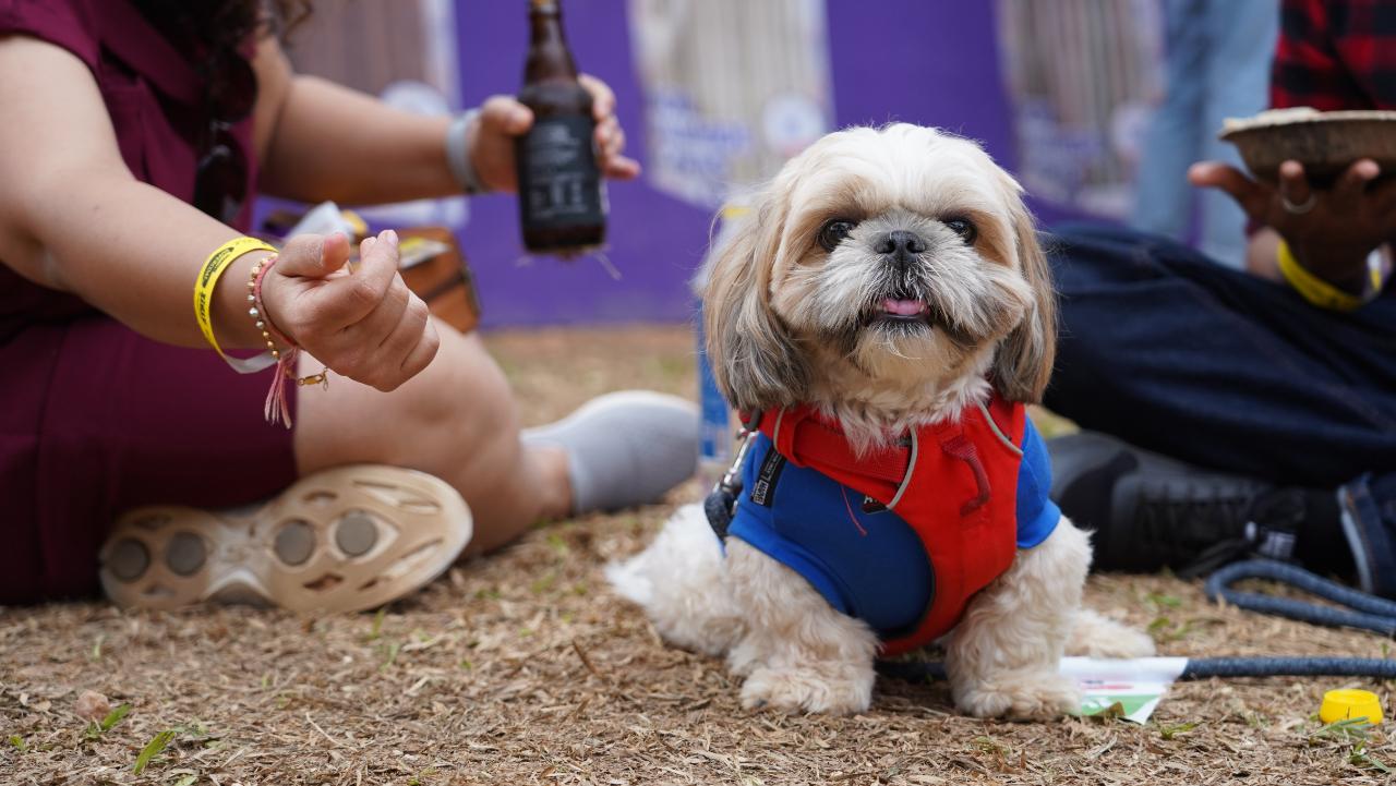 Pet parents met to interact with like-minded individuals at the festival and explored various products and services to cater to their pet's every need