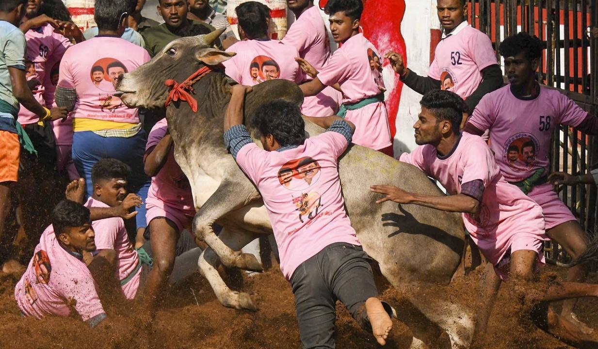 Injuries at Jallikattu rise, as second event begins at Palamedu in Madurai