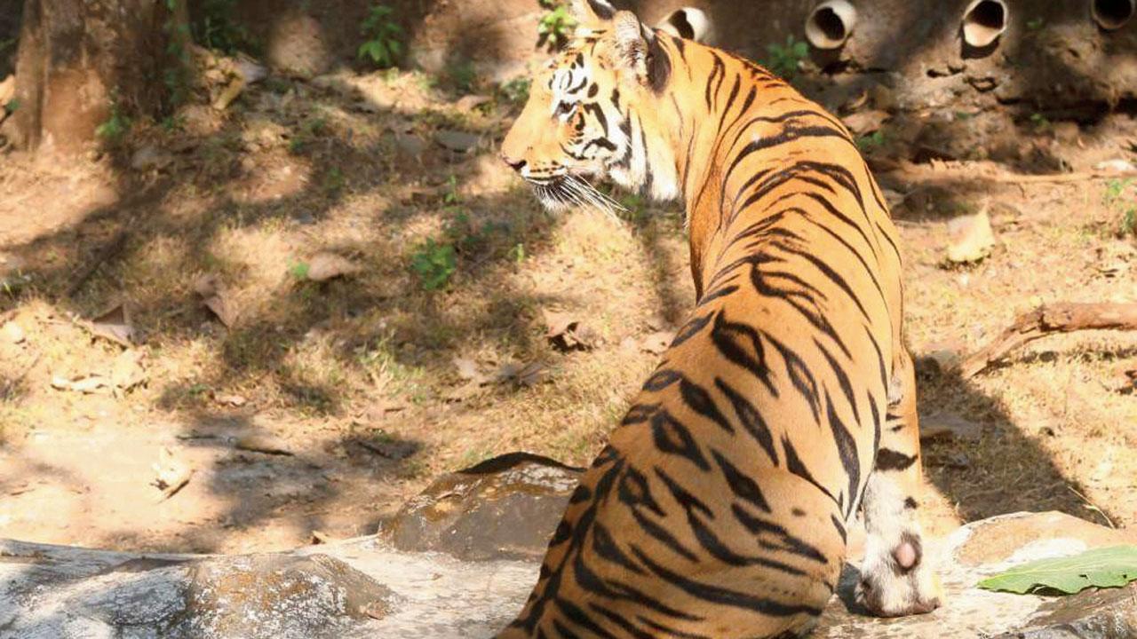 Mumbai: SGNP wildlife richer by two tigers