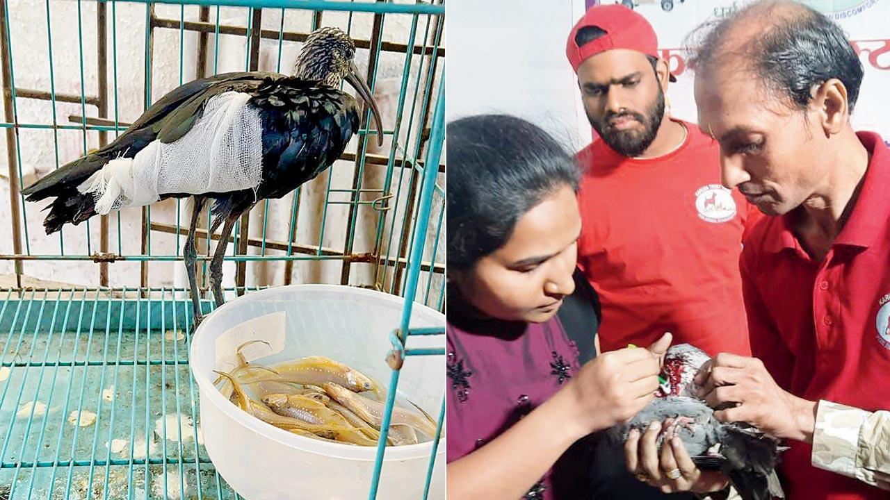 Mumbai: Over 900 birds survive death by kite string