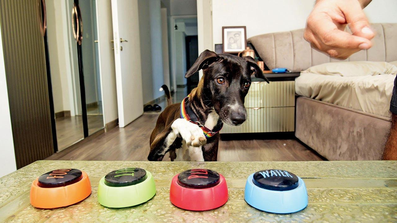 Who’s the smart doggie?