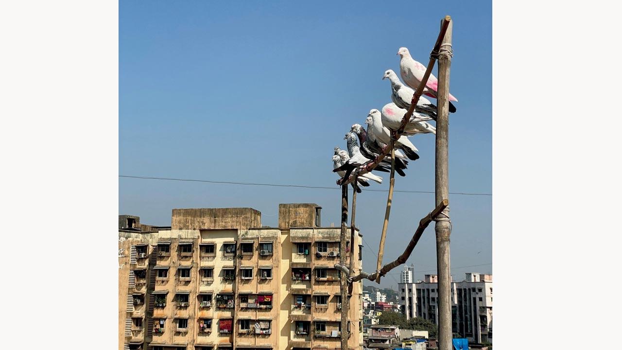 Pigeons of Dharavi