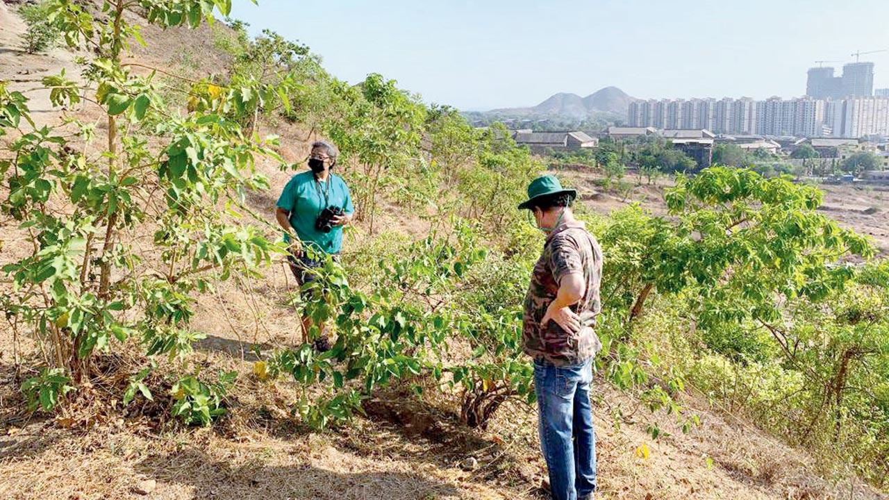 Trees being planted at the hills