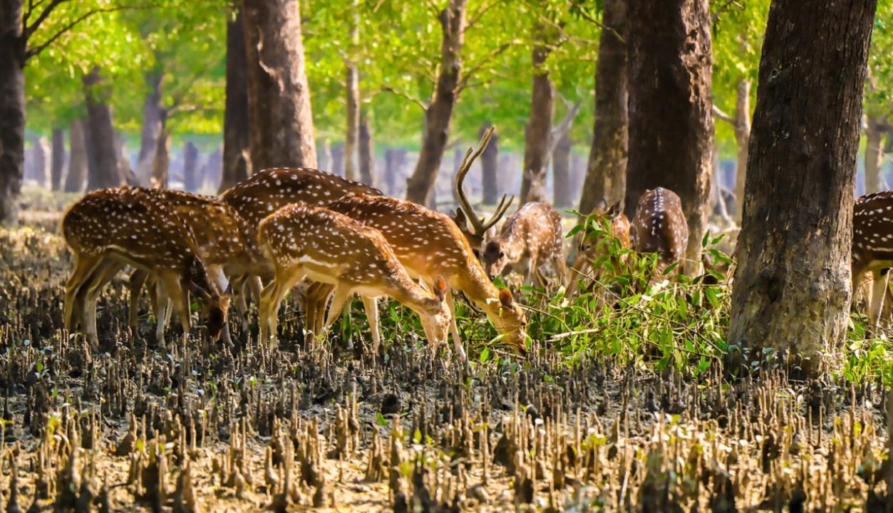 Maharashtra: 12 deer die after jumping from bridge in Solapur